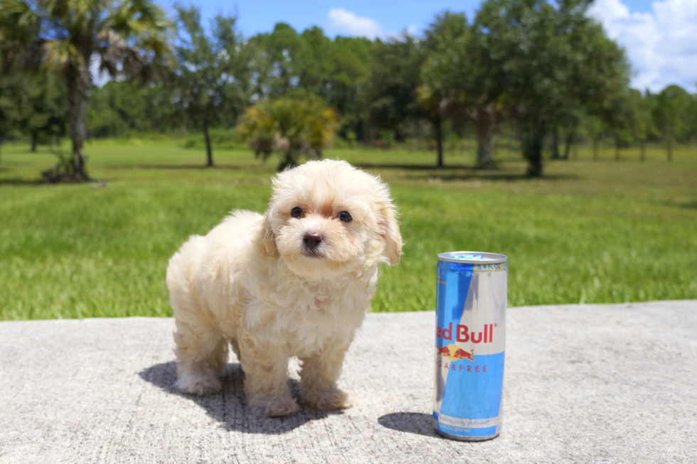 Meet South Beach Bella - our Maltipoo Puppy Photo 