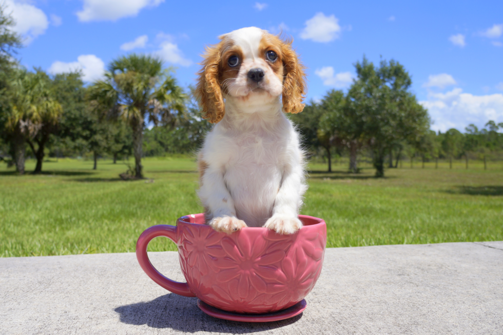 Meet Suede - our Cavalier King Charles Spaniel Puppy Photo 2/2 - Florida Fur Babies