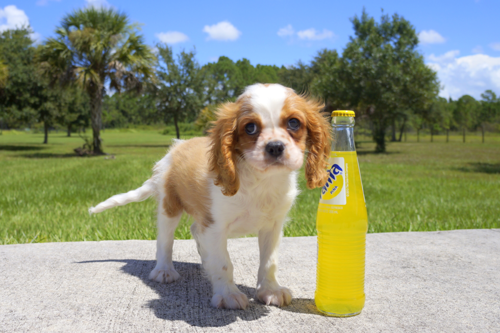 Meet Suede - our Cavalier King Charles Spaniel Puppy Photo 1/2 - Florida Fur Babies