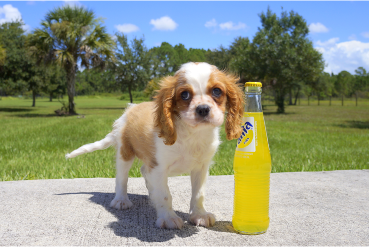 Meet Suede - our Cavalier King Charles Spaniel Puppy Photo 1/2 - Florida Fur Babies