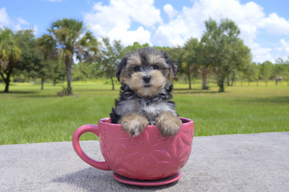 Meet Maddison  - our Morkie Puppy Photo 2/2 - Florida Fur Babies