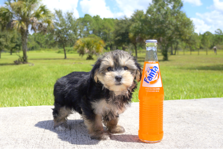 Meet Maddison  - our Morkie Puppy Photo 1/2 - Florida Fur Babies