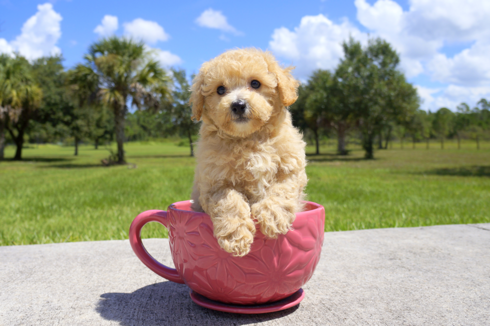 Meet Armani - our Cavapoo Puppy Photo 1/2 - Florida Fur Babies