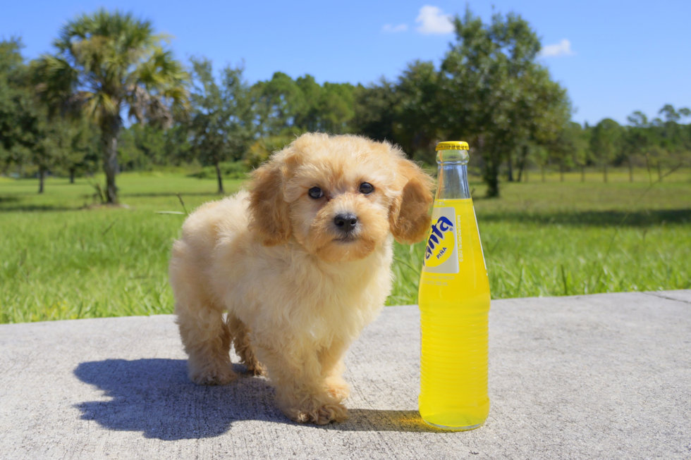 Meet Regal - our Cavapoo Puppy Photo 2/2 - Florida Fur Babies