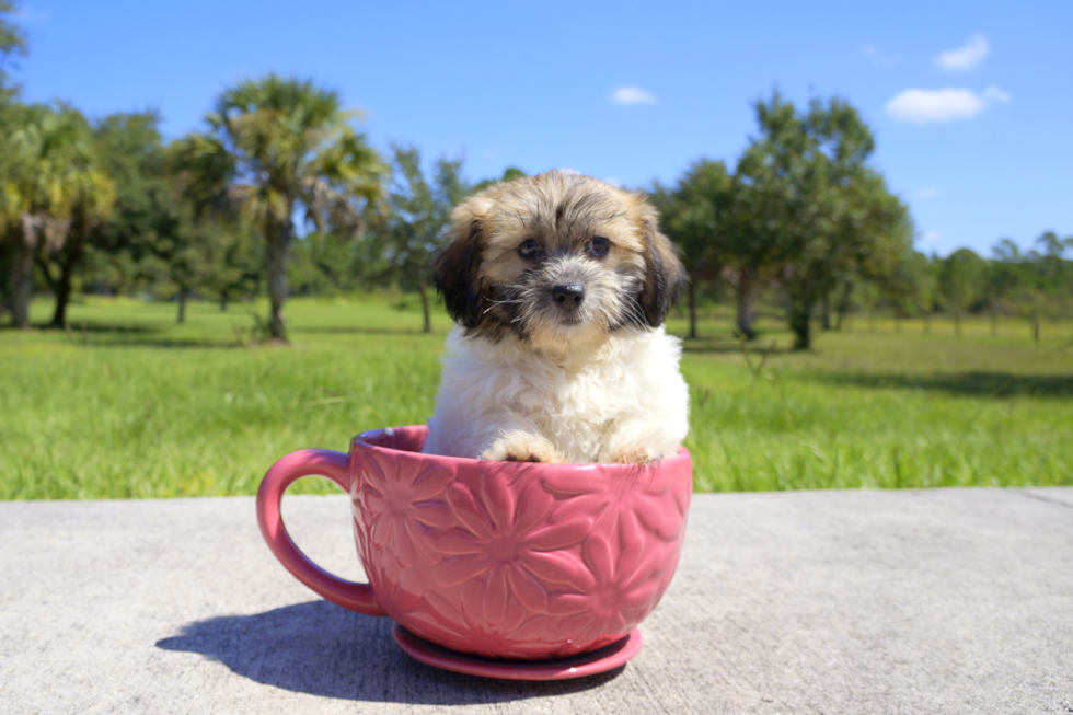 Meet Celebrity Dame - our Teddy Bear Puppy Photo 1/2 - Florida Fur Babies