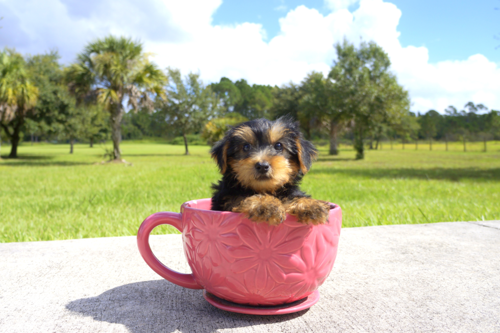 Meet Cappuccino - our Yorkshire Terrier Puppy Photo 