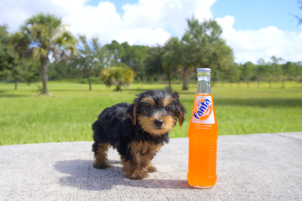 Meet Cappuccino - our Yorkshire Terrier Puppy Photo 