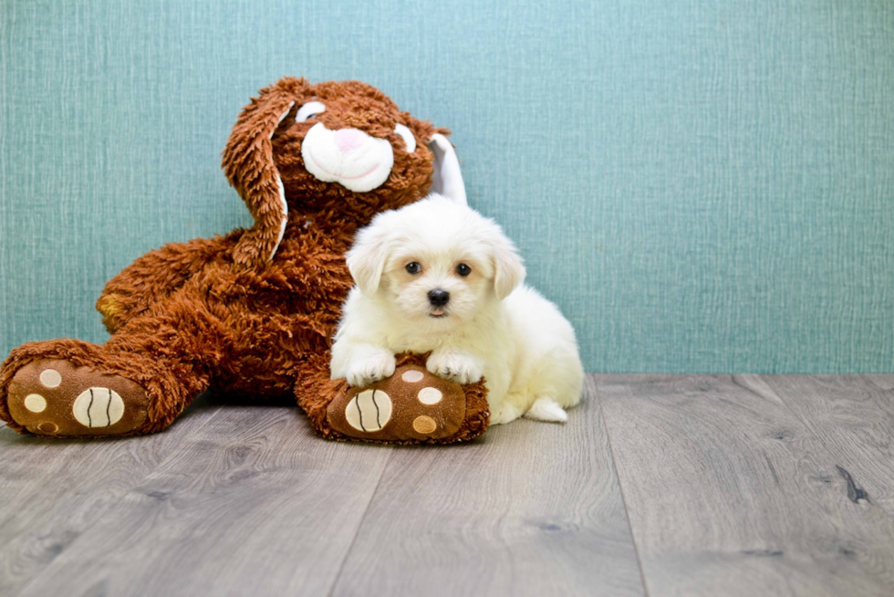 Meet Aspen - our Teddy Bear Puppy Photo 2/2 - Florida Fur Babies