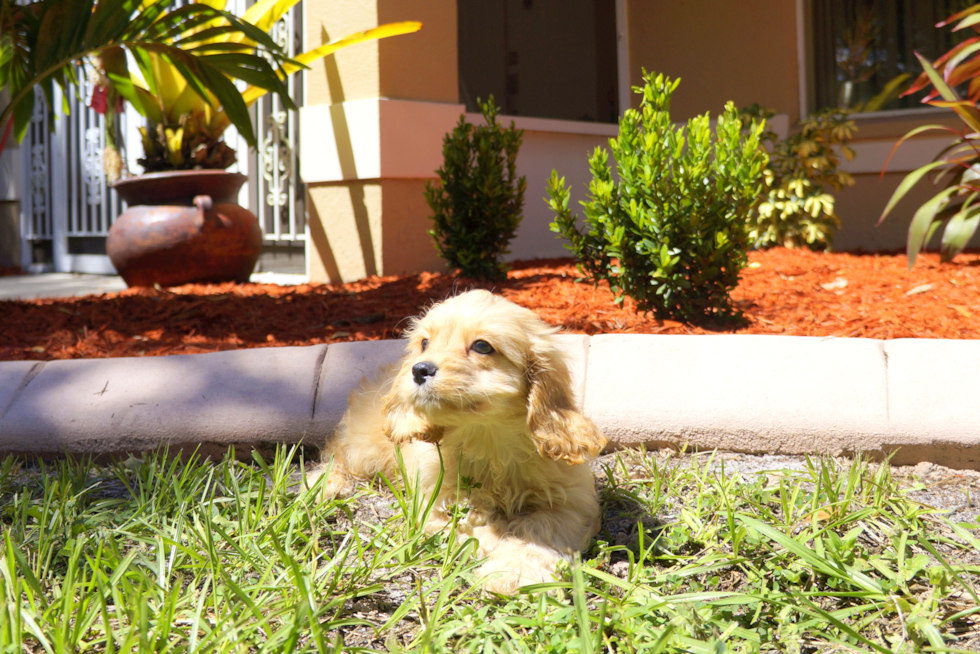 Meet Graff - our Cavapoo Puppy Photo 1/1 - Florida Fur Babies