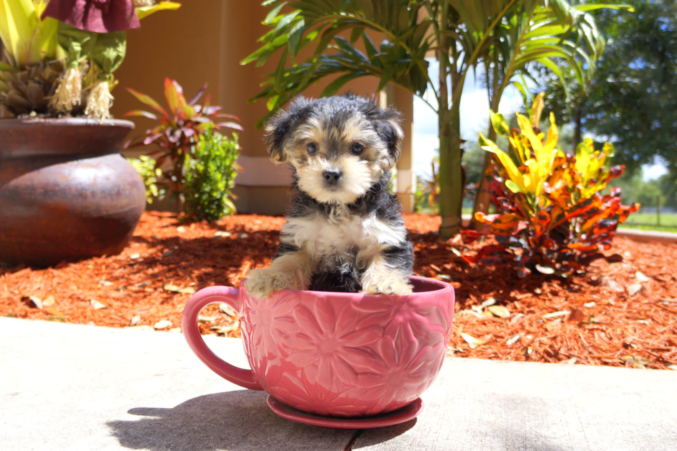 Meet Lucky - our Morkie Puppy Photo 1/2 - Florida Fur Babies