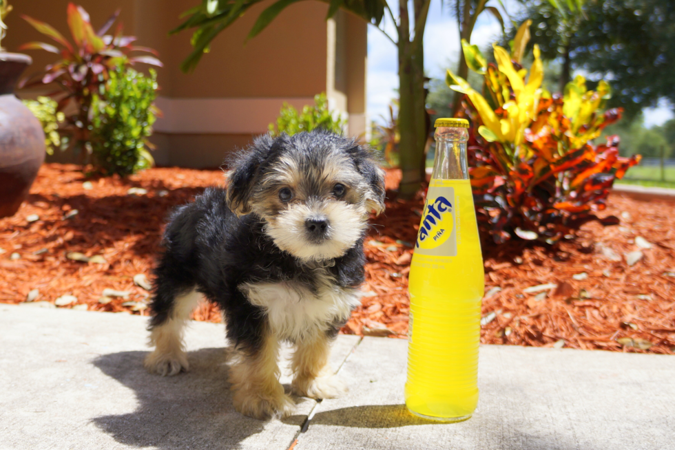 Meet Lucky - our Morkie Puppy Photo 2/2 - Florida Fur Babies