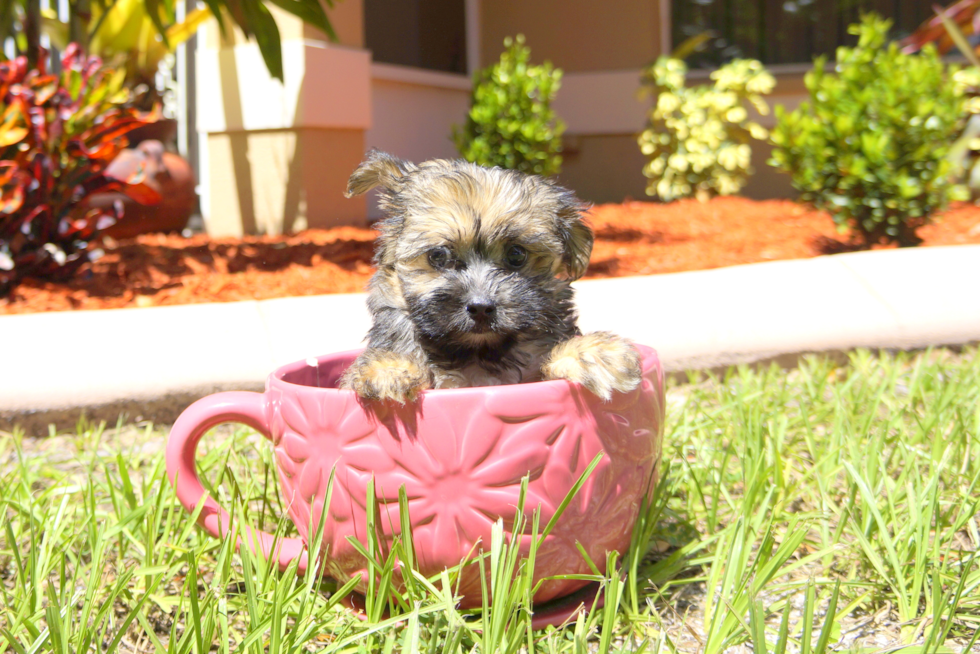 Meet Sephora - our Morkie Puppy Photo 2/3 - Florida Fur Babies