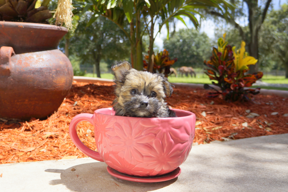 Meet Sephora - our Morkie Puppy Photo 3/3 - Florida Fur Babies
