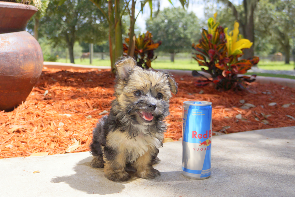Meet Sephora - our Morkie Puppy Photo 1/3 - Florida Fur Babies