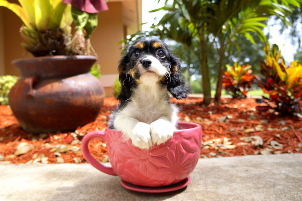 Meet Dianna - our Cavalier King Charles Spaniel Puppy Photo 1/2 - Florida Fur Babies