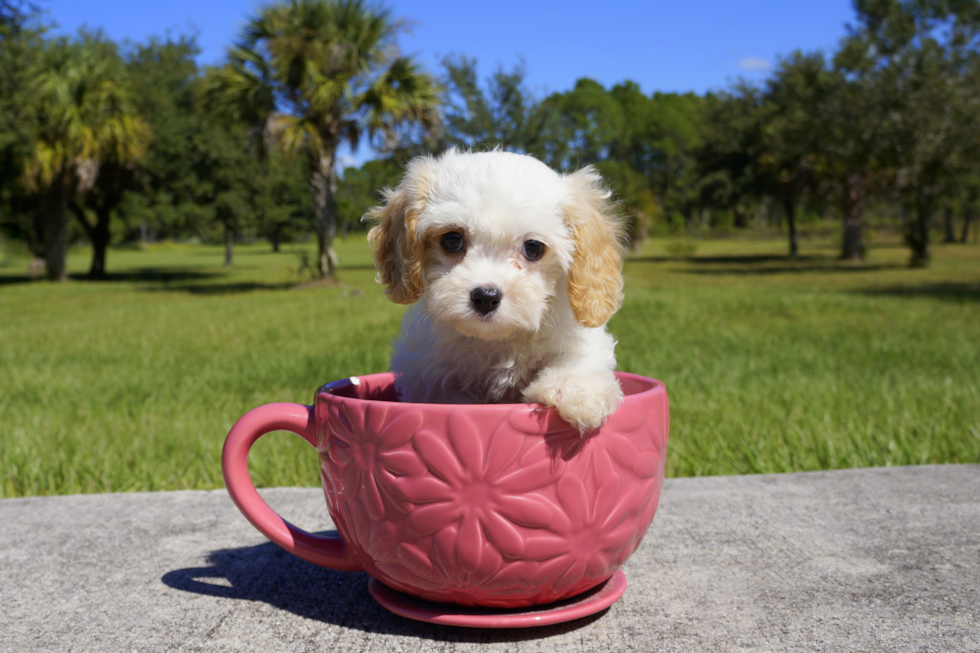 Meet Kate Spade - our Cavachon Puppy Photo 1/2 - Florida Fur Babies