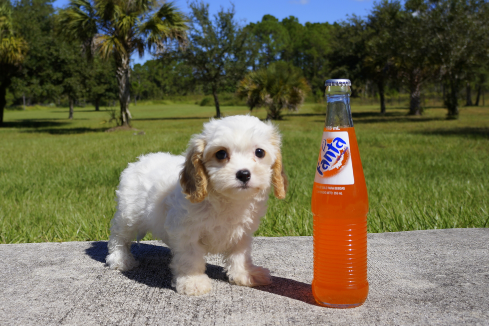 Meet Kate Spade - our Cavachon Puppy Photo 2/2 - Florida Fur Babies