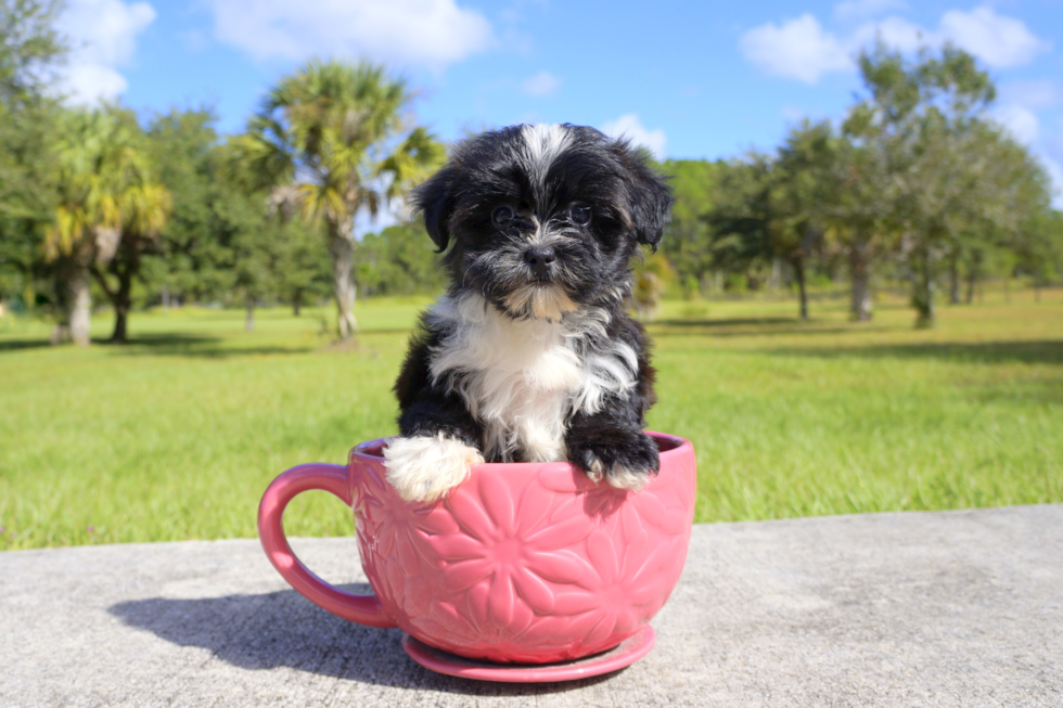 Meet Zoey - our Morkie Puppy Photo 2/2 - Florida Fur Babies