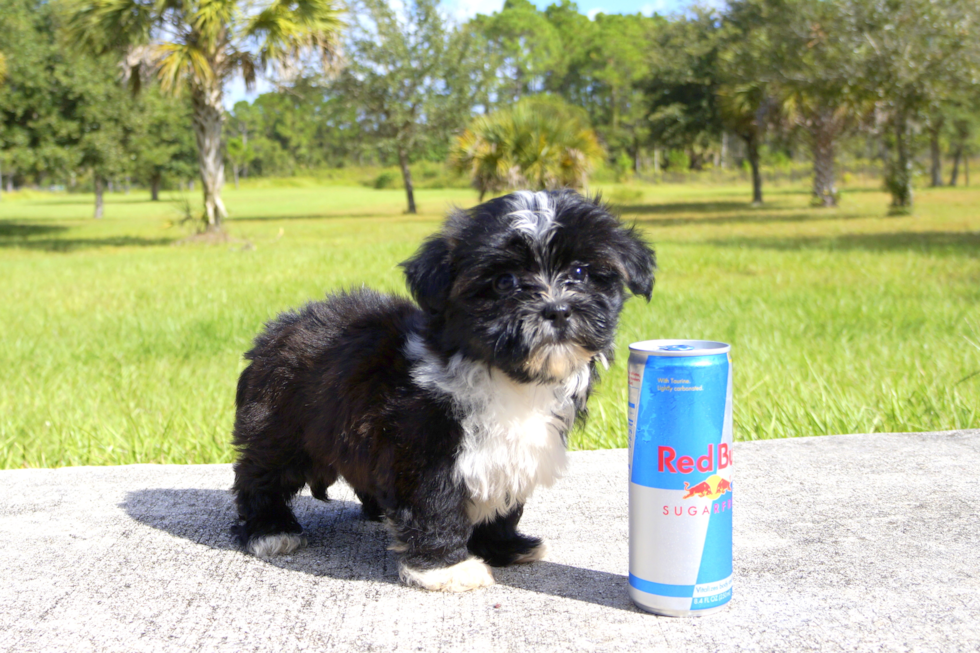 Meet Zoey - our Morkie Puppy Photo 1/2 - Florida Fur Babies