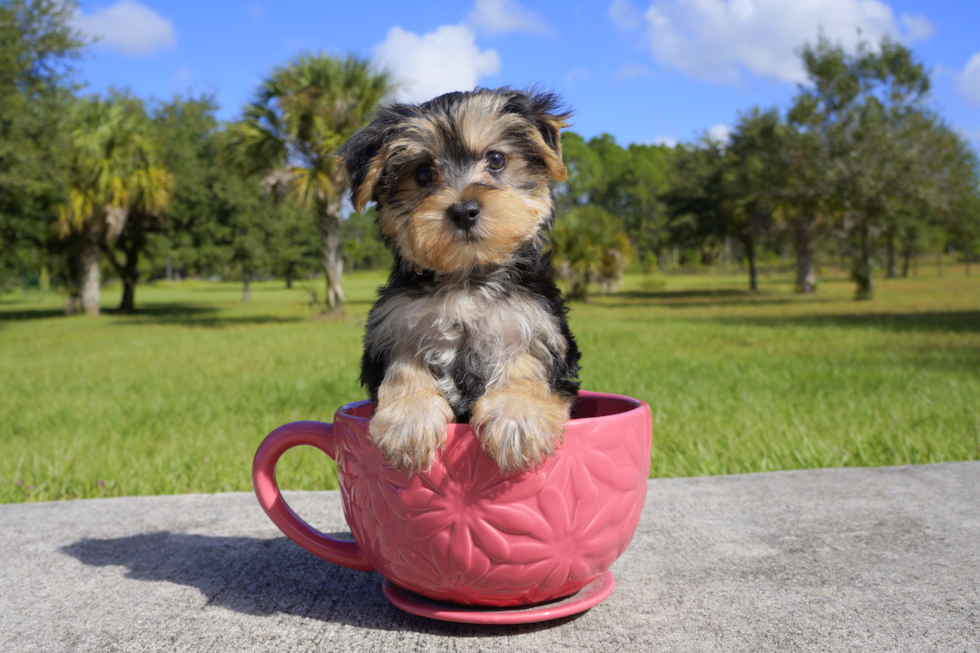 Meet Wesson - our Morkie Puppy Photo 1/2 - Florida Fur Babies