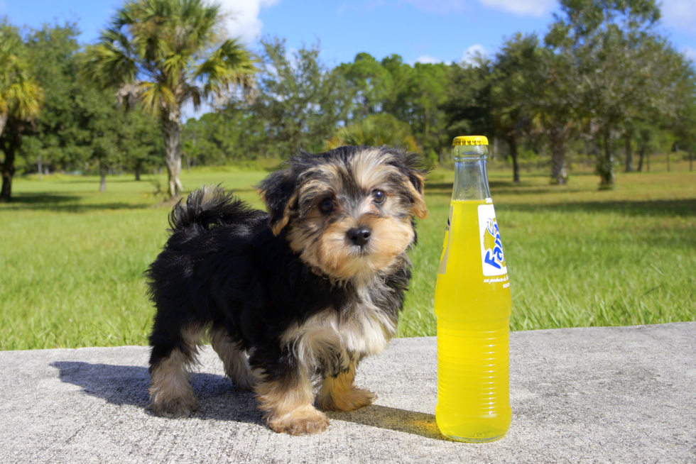Meet Wesson - our Morkie Puppy Photo 2/2 - Florida Fur Babies