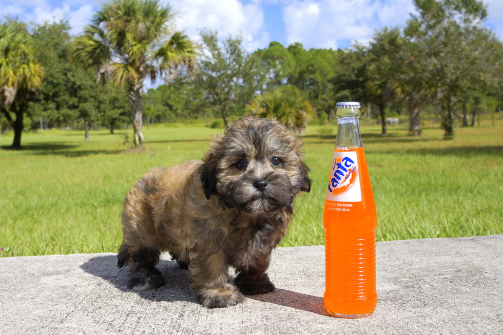 Meet Honey Bear - our Teddy Bear Puppy Photo 1/2 - Florida Fur Babies