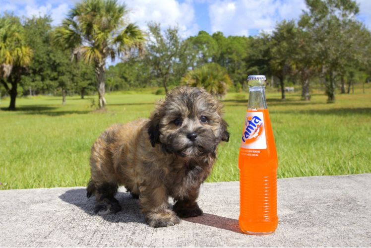 Meet Honey Bear - our Teddy Bear Puppy Photo 1/2 - Florida Fur Babies