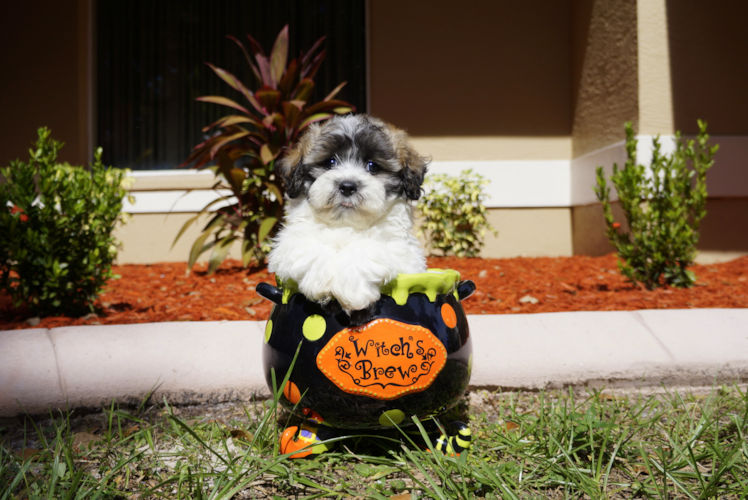 Meet Ralph Lauren - our Teddy Bear Puppy Photo 1/2 - Florida Fur Babies