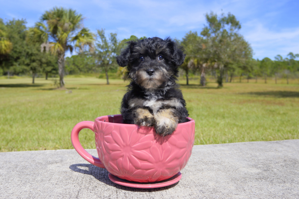 Meet Armani - our Yorkie Poo Puppy Photo 2/2 - Florida Fur Babies