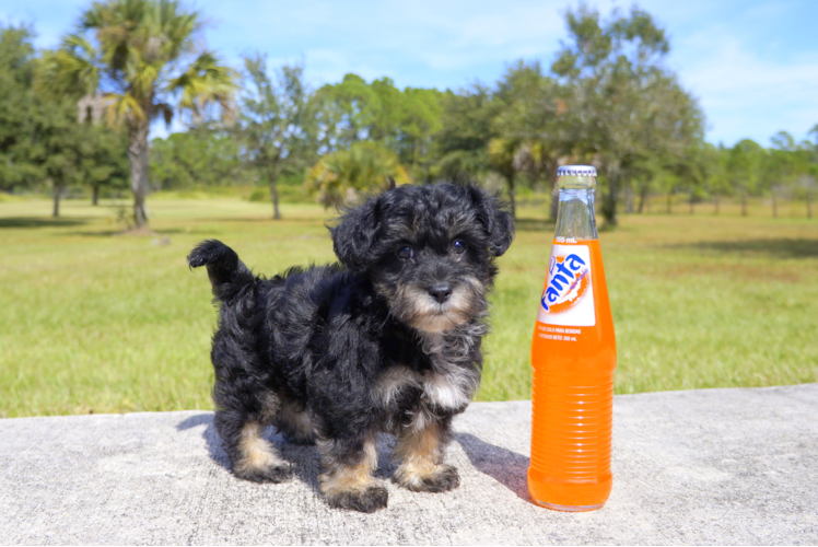 Meet Armani - our Yorkie Poo Puppy Photo 1/2 - Florida Fur Babies