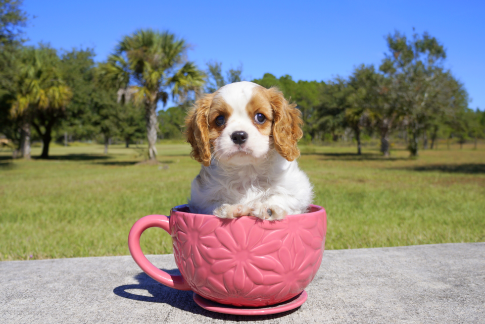 Meet Lance - our Cavalier King Charles Spaniel Puppy Photo 1/4 - Florida Fur Babies