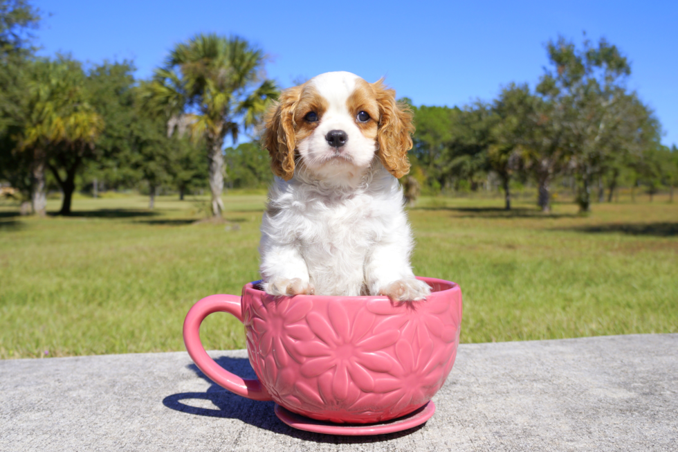 Meet Lance - our Cavalier King Charles Spaniel Puppy Photo 3/4 - Florida Fur Babies