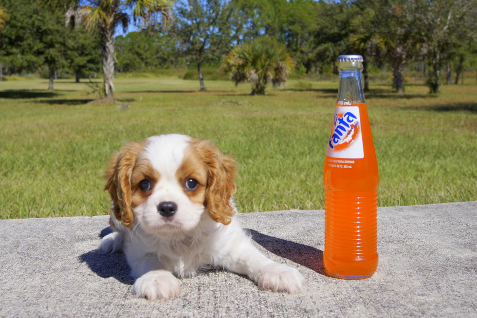 Meet Lance - our Cavalier King Charles Spaniel Puppy Photo 4/4 - Florida Fur Babies