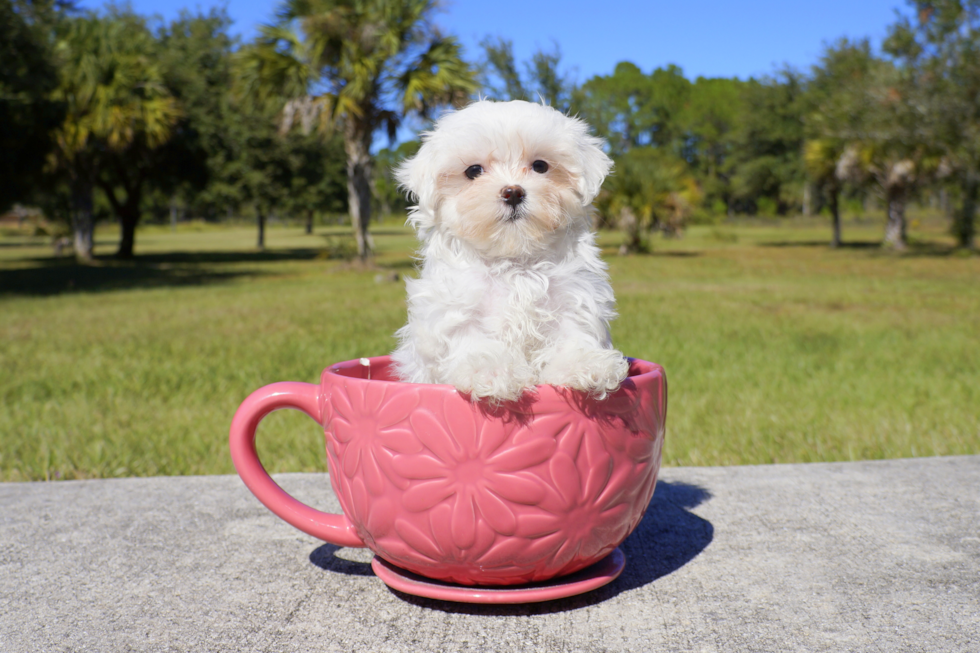 Meet Cuti Pie - our Maltese Puppy Photo 2/2 - Florida Fur Babies