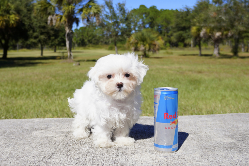 Meet Cuti Pie - our Maltese Puppy Photo 1/2 - Florida Fur Babies