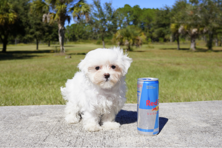 Meet Cuti Pie - our Maltese Puppy Photo 1/2 - Florida Fur Babies