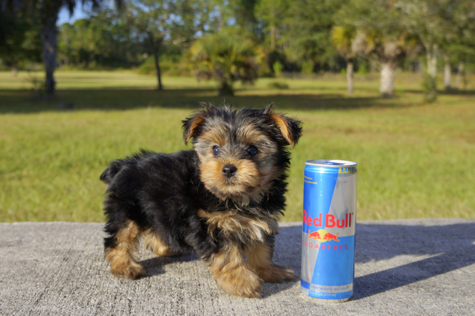 Meet Ramsey - our Yorkshire Terrier Puppy Photo 3/3 - Florida Fur Babies