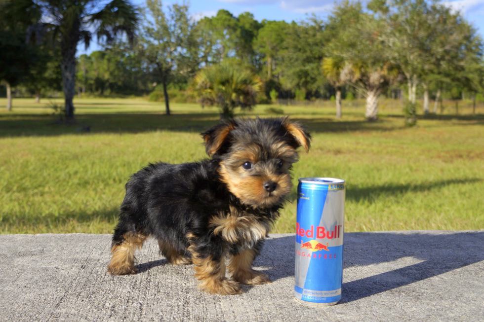 Meet Ramsey - our Yorkshire Terrier Puppy Photo 1/3 - Florida Fur Babies