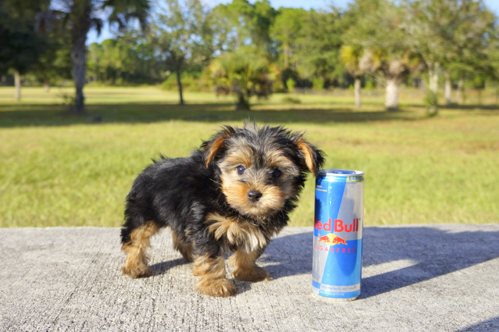 Meet Ramsey - our Yorkshire Terrier Puppy Photo 2/3 - Florida Fur Babies