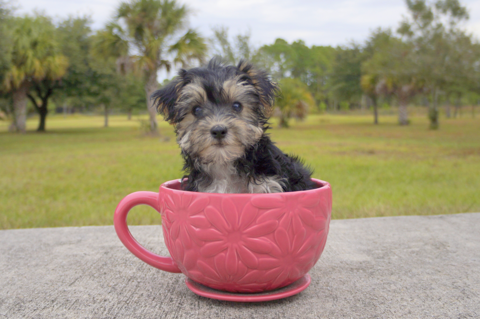 Meet Lucky - our Morkie Puppy Photo 2/3 - Florida Fur Babies