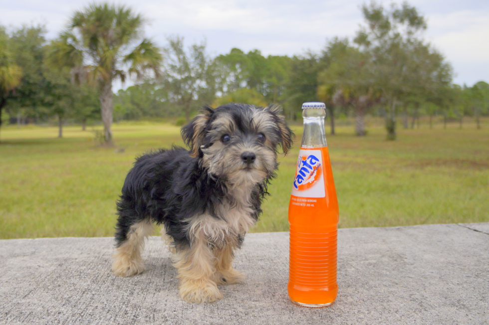 Meet Lucky - our Morkie Puppy Photo 1/3 - Florida Fur Babies