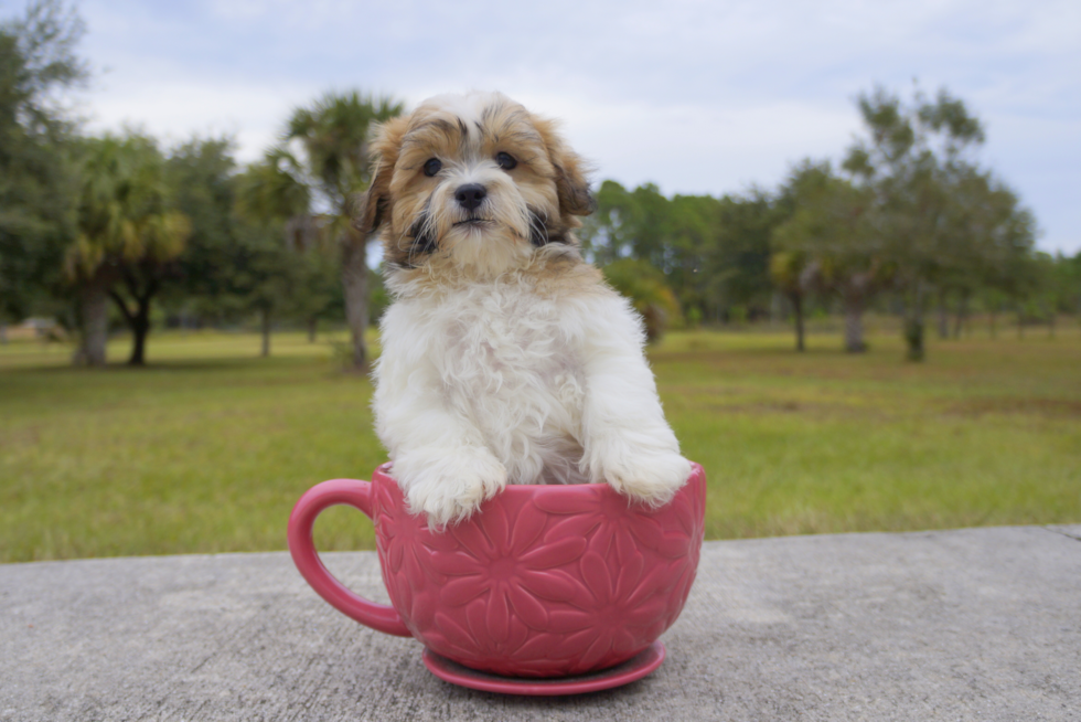 Meet Bronson - our Teddy Bear Puppy Photo 2/3 - Florida Fur Babies