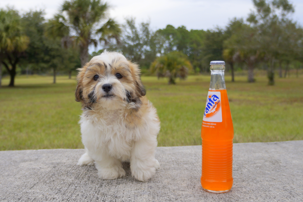 Meet Bronson - our Teddy Bear Puppy Photo 3/3 - Florida Fur Babies