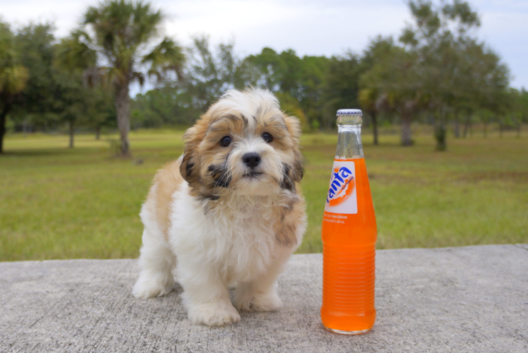 Meet Bronson - our Teddy Bear Puppy Photo 1/3 - Florida Fur Babies