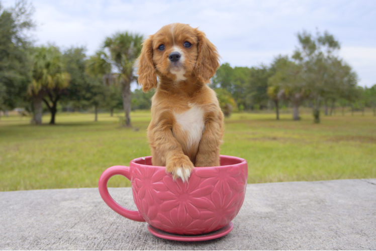 Meet Charleston - our Cavalier King Charles Spaniel Puppy Photo 1/2 - Florida Fur Babies