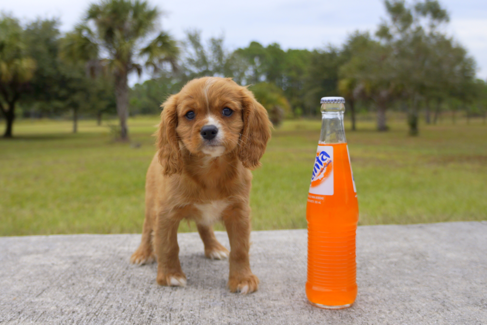 Meet Charleston - our Cavalier King Charles Spaniel Puppy Photo 2/2 - Florida Fur Babies