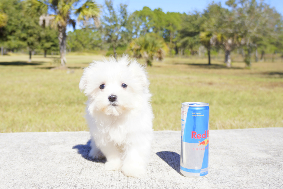 Meet Alps - our Maltese Puppy Photo 2/3 - Florida Fur Babies