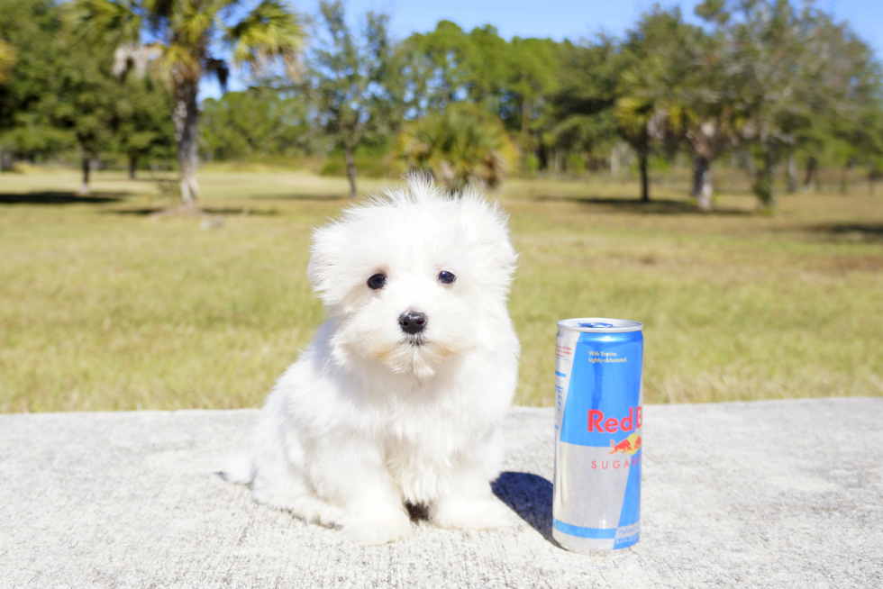 Meet Alps - our Maltese Puppy Photo 3/3 - Florida Fur Babies