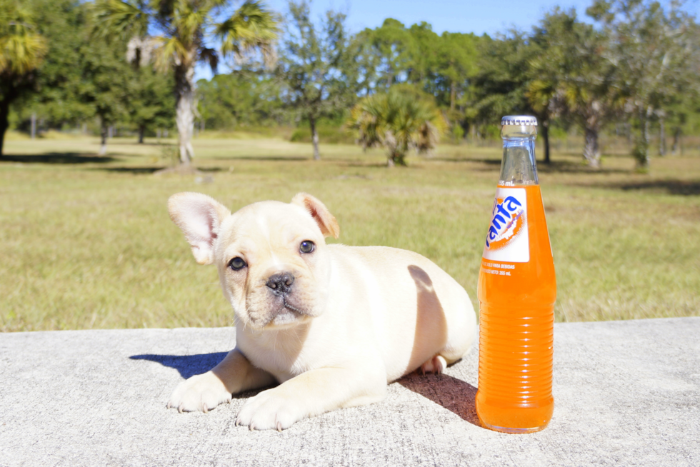 Meet Titan - our French Bulldog Puppy Photo 4/4 - Florida Fur Babies