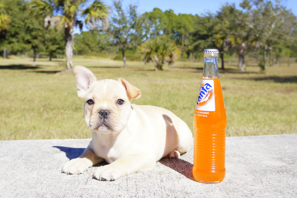 Meet Titan - our French Bulldog Puppy Photo 1/4 - Florida Fur Babies